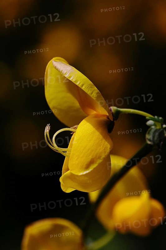 Flower of broom, common broom (Cytisus scoparius), single yellow flower on bush, dark background, Wilnsdorf, North Rhine-Westphalia, Germany