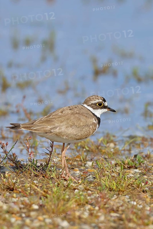Little Ringed Plover (Charadrius dubius) adult bird standing on the lakeshore, Lake Neusiedl National Park, Burgenland, Austria