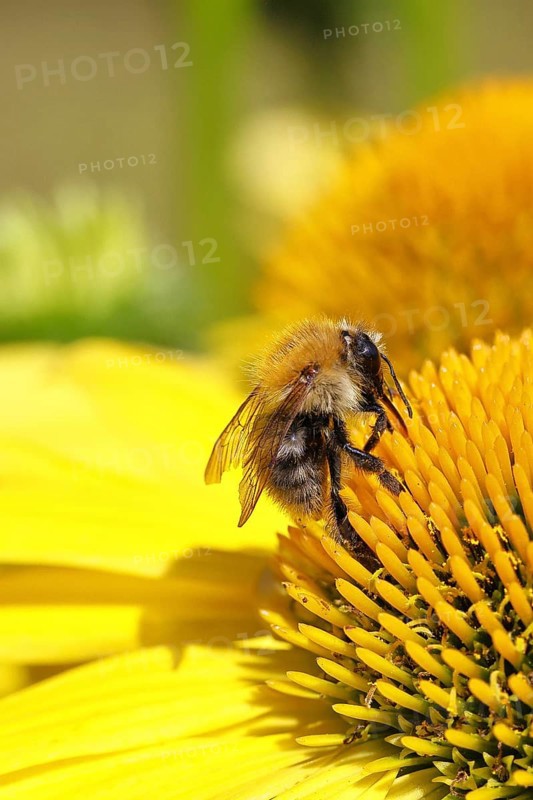 Field bumblebee (Bombus pascuorum), collecting nectar on a coneflower (Echinacea), close-up, Wilnsdorf, North Rhine-Westphalia, Germany