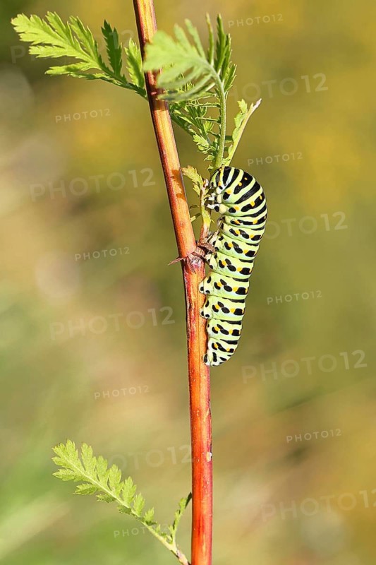 Swallowtail caterpillar (Papilio machaon), caterpillar sitting on Wild carrot (Daucus carota), Trupbacher Heide nature reserve with heathland and nutrient-poor grassland, former military training area, Siegerland, North Rhine-Westphalia, Germany