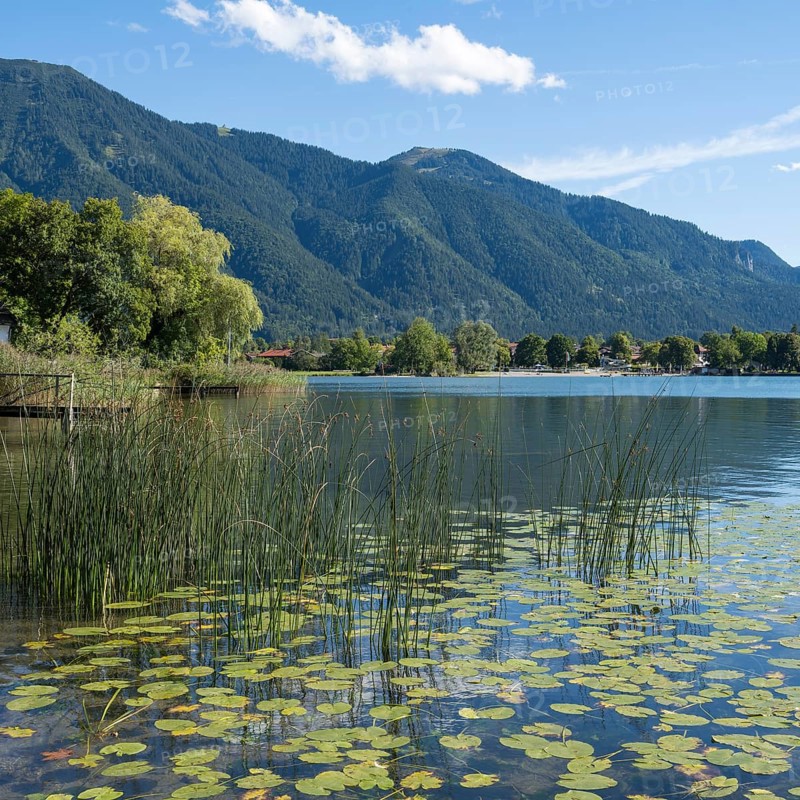 Water lily leaves and reed grass at Tegernsee, Upper Bavaria, Bavaria, Germany