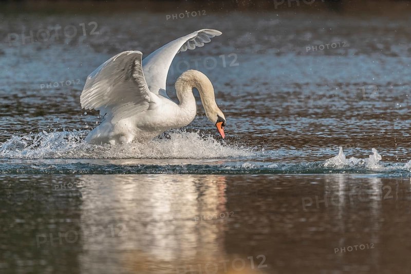 Swan spreads his wings as he flees from the pond. The water splashes around him. It is a lively natural scene. The sky is clear and the sun is shining. Bas Rhin, Alsace, France