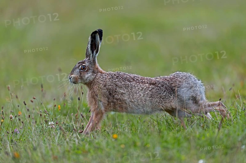 Anyone observing the behaviour of brown hares (Lepus europaeus) will notice recurring patterns of behaviour: after eating, they often stand on their haunches and stretch their bodies, Germany