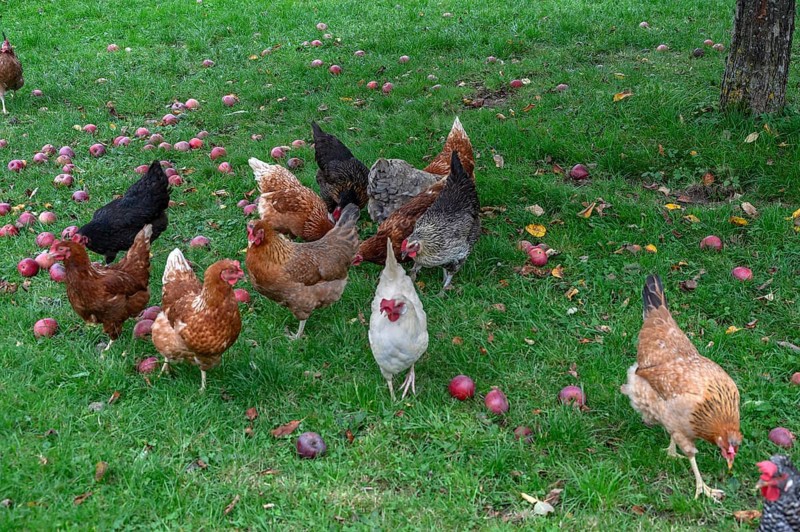 Chickens (Gallus gallus domesticus) in a meadow with fallen apples (Malus), Morschreuth, Upper Franconia, Bavaria, Germany