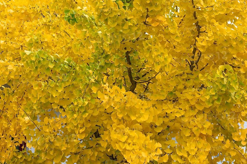 Yellow, autumn-coloured leaves from the ginkgo tree (ginkgo biloba), Franconia, Bavaria, Germany