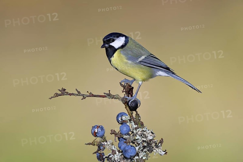 Great tit (Parus major), sitting on a branch in a blackthorn bush, (Prunus spinosa), sloes, with ripe fruit, autumn, wildlife, animals, tit family, songbird, birds, Wilnsdorf, North Rhine-Westphalia, Germany