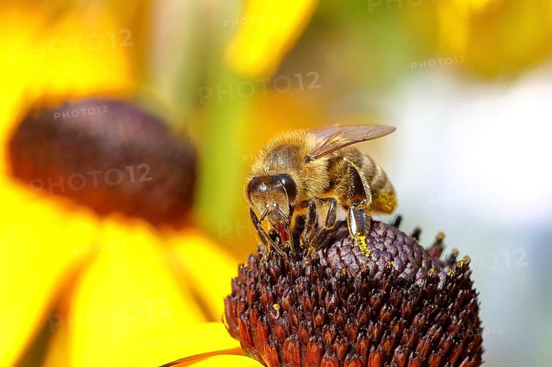 European honey bee (Apis mellifera), collecting nectar from a flower of the yellow coneflower (Echinacea paradoxa), close-up, macro photograph, Wilnsdorf, North Rhine-Westphalia, Germany