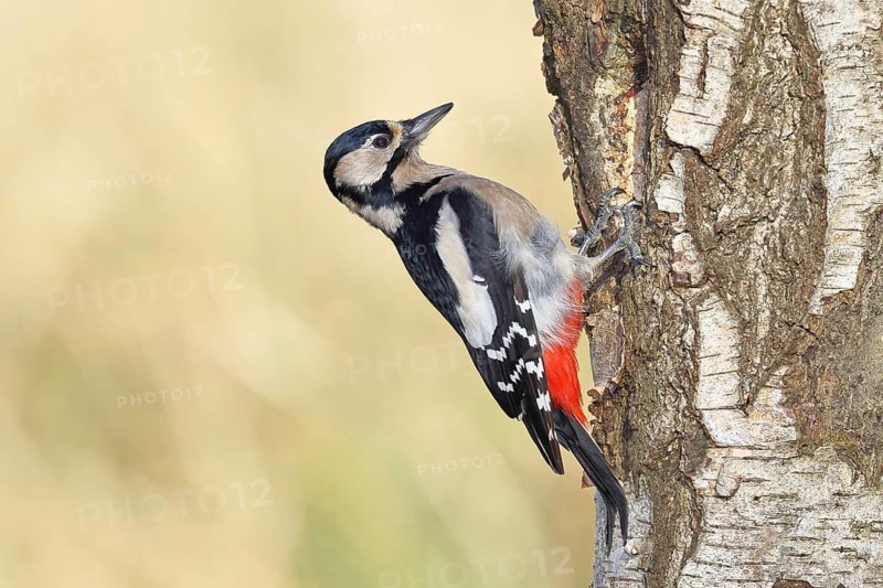 Great spotted woodpecker (Dendrocopus major), female, foraging on the trunk of a common birch (Betula pendula), wildlife, woodpeckers, nature photography, autumn, Wilnsdorf, North Rhine-Westphalia, Germany