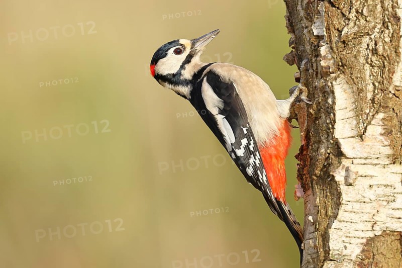 Great spotted woodpecker (Dendrocopus major), male, foraging on the trunk of a common birch (Betula pendula), wildlife, woodpeckers, nature photography, autumn, Wilnsdorf, North Rhine-Westphalia, Germany