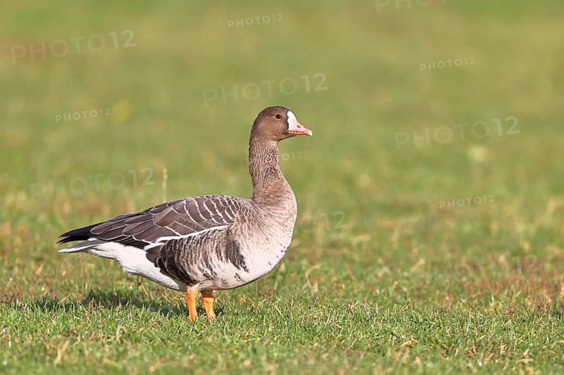 White-fronted goose (Anser albifrons), standing in a meadow in the wintering area, wildlife, Bislicher Insel nature reserve, Xanten, Lower Rhine, North Rhine-Westphalia, Germany