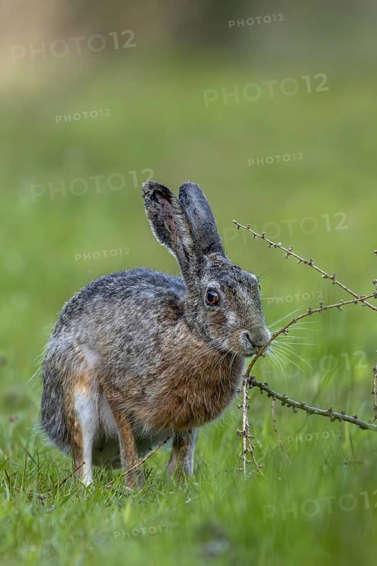 An obviously interesting scent on a larch branch lying on the ground makes the brown hare (Lepus europaeus) pause, odour, curiosity, Denmark