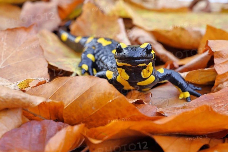 Fire salamander (Salamandra salamandra), in a beech forest on autumn leaves, autumn, Wilnsdorf, North Rhine-Westphalia, Germany