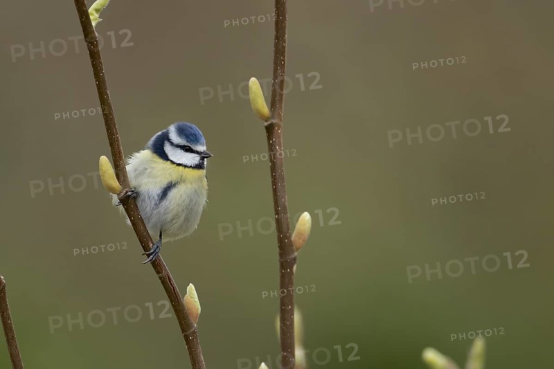 Blue tit (Cyanistes Caeruleus) adult garden bird on a Magnolia tree branch in spring, England, United Kingdom