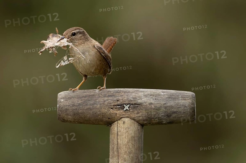 Eurasian wren (Troglodytes troglodytes) adult garden bird on a fork handle with nesting material in its beak in spring, England, United Kingdom