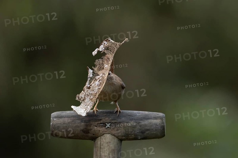 Eurasian wren (Troglodytes troglodytes) adult garden bird on a fork handle with nest material in its beak in spring, England, United Kingdom