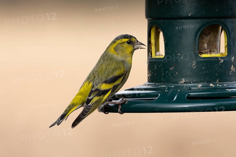 Siskin (Spinus spinus) adult bird feeding on a garden bird seed feeder, England, United Kingdom