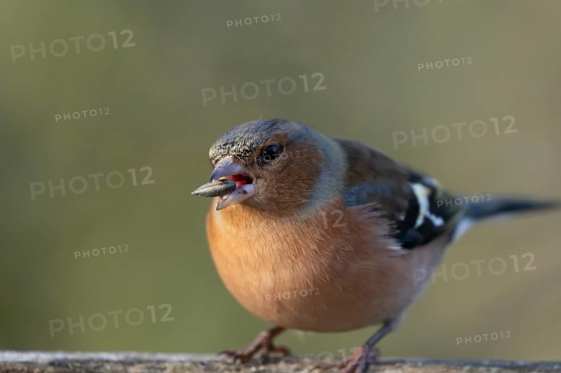 Eurasian chaffinch (Fringilla coelebs) adult male garden bird feeding on a seed in winter, England, United Kingdom