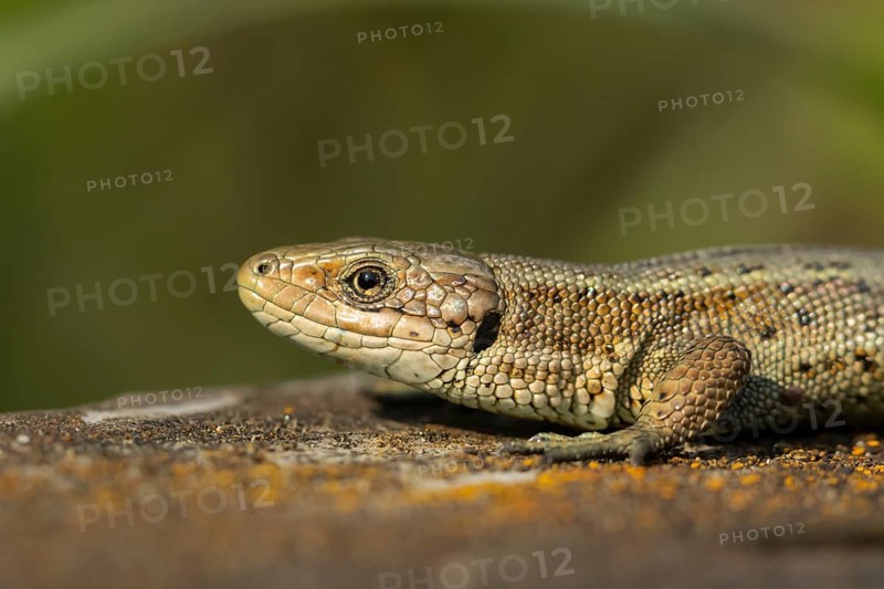 Common lizard (Zootoca vivipara) adult reptile on a wooden sleeper in summer, England, United Kingdom
