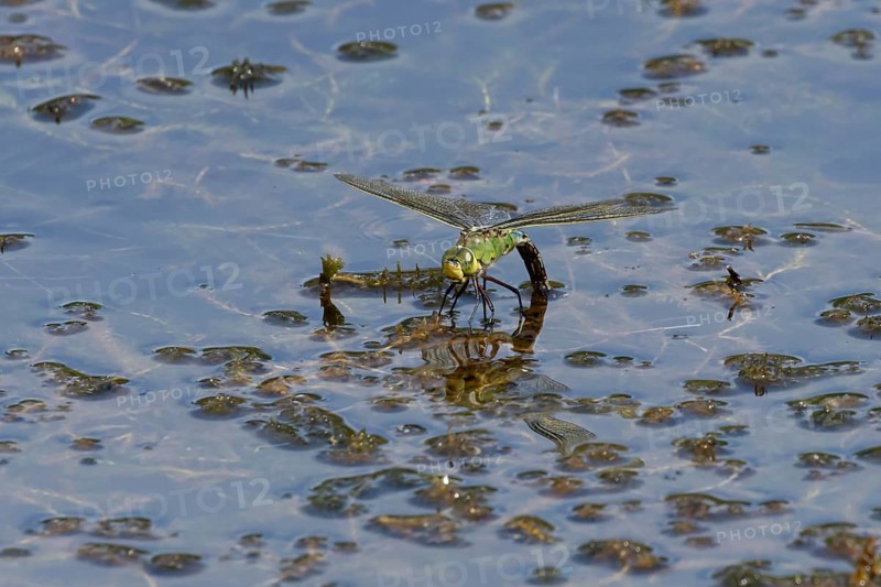 Emperor dragonfly (Anax imperator) adult female insect egg laying or ovipositing on the water surface of a pond in summer, England, United Kingdom