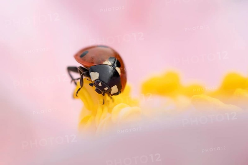 Seven-spot ladybird or ladybug (Coccinella septempunctata) adult beetle on a garden Camellia flower in spring, England, United Kingdom