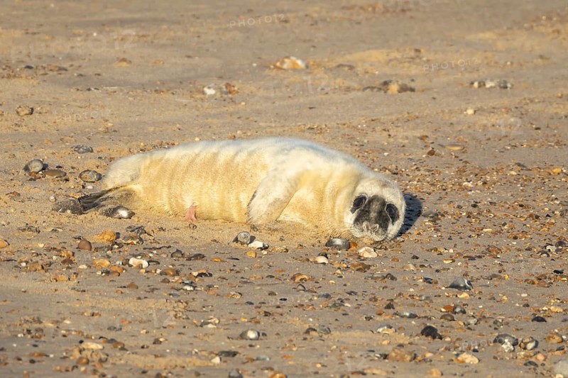 Atlantic grey seal (Halichoerus grypus) juvenile baby pup animal laying on a seaside beach in winter, England, United Kingdom