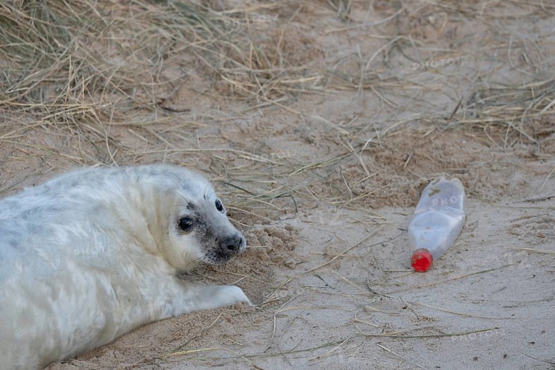 Atlantic grey seal (Halichoerus grypus) juvenile baby pup animal resting on a sand dune on a beach next to a disguarded litter of a plastic drinks bottle in winter, England, United Kingdom