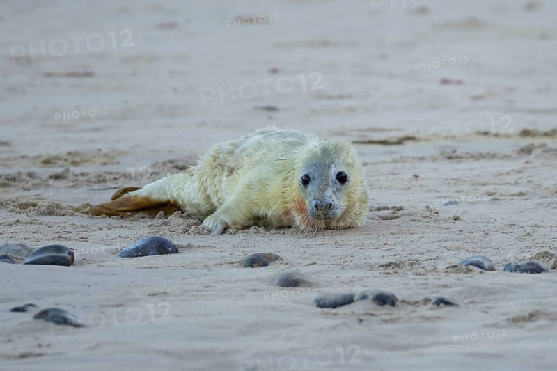 Atlantic grey seal (Halichoerus grypus) juvenile baby pup animal resting on a beach in winter, England, United Kingdom
