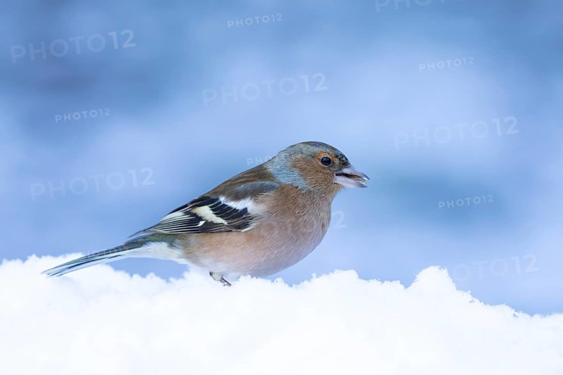 Eurasian chaffinch (Fringilla coelebs) adult male bird in a snow covered garden in winter, England, United Kingdom