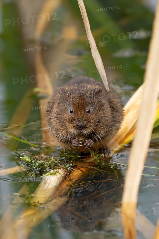 Water vole (Arvicola amphibius) adult animal feeding on pond weed in summer, England, United Kingdom