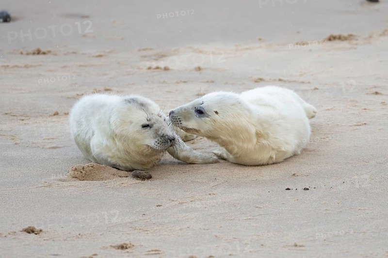 Atlantic grey seal (Halichoerus grypus) two juvenile baby pup animals on a beach, England, United Kingdom