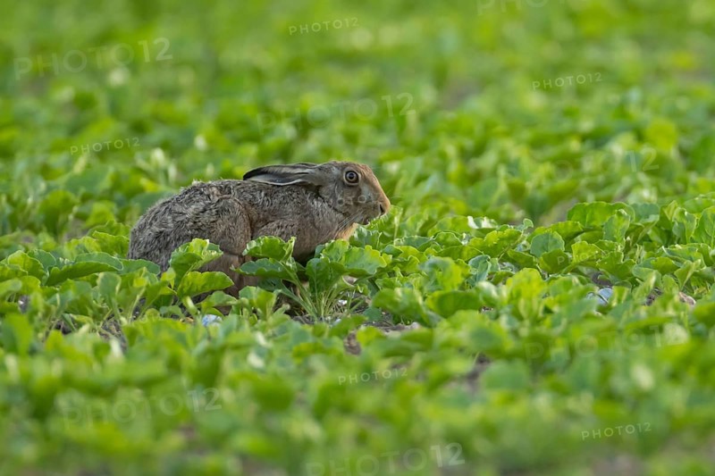 European brown hare (Lepus europaeus) adult animal eating in a sugar beet crop farmland field in summer, England, United Kingdom
