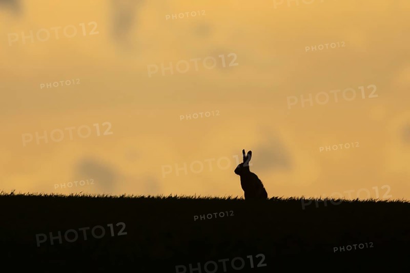 European brown hare (Lepus europaeus) silhouette of an adult animal on a ridge in a farmland cereal field at sunset in springtime, England, United Kingdom
