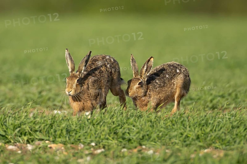 European brown hare (Lepus europaeus) two adult animals running in a farmland cereal field in springtime with one chasing the other, England, United Kingdom
