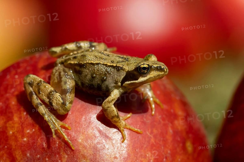Common frog (Rana temporaria) adult amphibian on a fallen red apple in a garden in summer, England, United Kingdom
