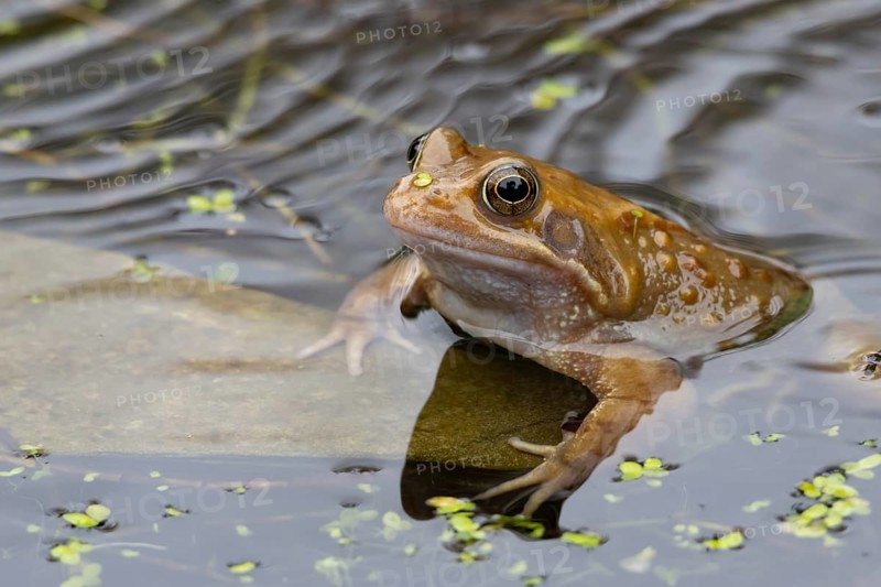 Common frog (Rana temporaria) adult amphibian on the water surface of a garden pond in spring, England, United Kingdom