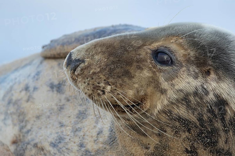 Atlantic grey seal (Halichoerus grypus) adult animal head portrait, England, United Kingdom