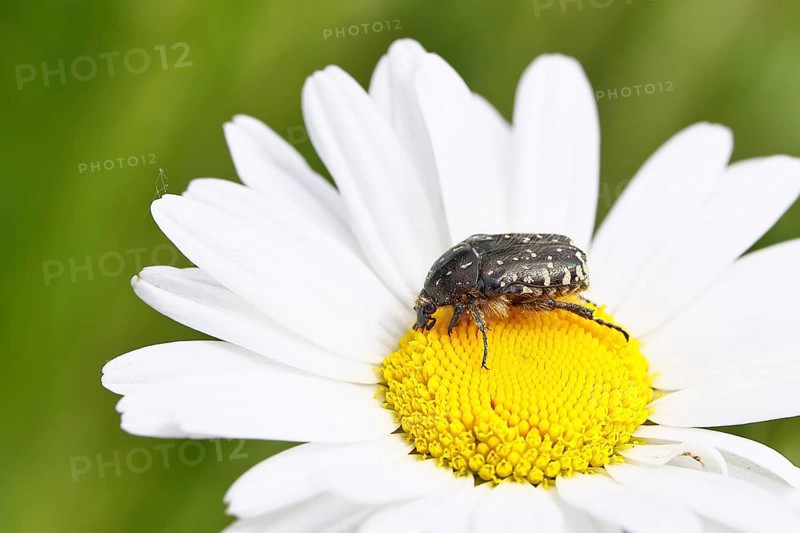 Weeping rose beetle (Oxythyrea funesta), on meadow daisy (Leucanthemum vulgare), other animals, insects, beetles, animals, wildlife, close-up, Wilnsdorf, North Rhine-Westphalia, Germany