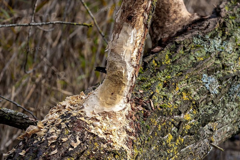 Tree felled by beaver, Darßwald, Darß, Fischland-Darß-Zingst, Western Pomerania Lagoon Area National Park, Mecklenburg-Western Pomerania, Germany