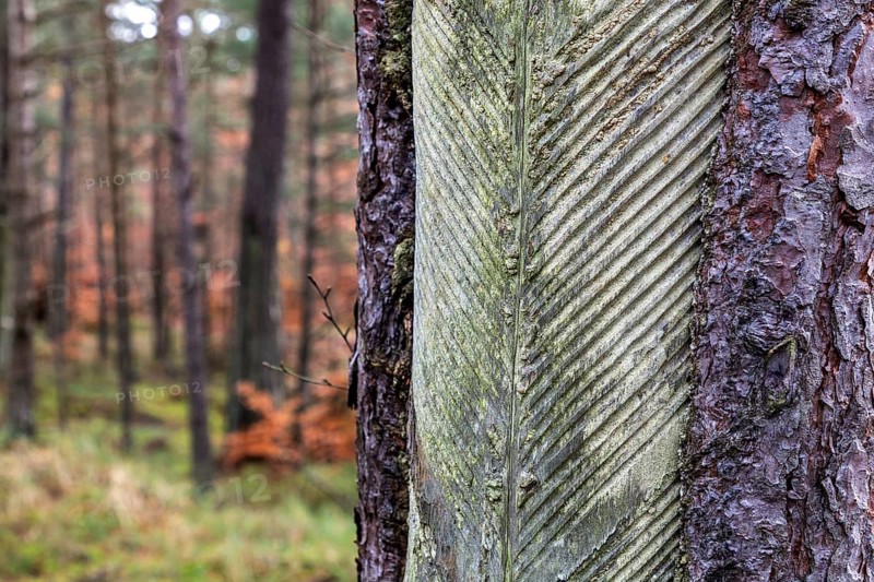 Pine tree (Pinus) with cut-in resin conductive chips, resin extraction until 1990, Darßwald, Darß, Fischland-Darß-Zingst, National Park Vorpommersche Boddenlandschaft, Mecklenburg-Vorpommern, Germany