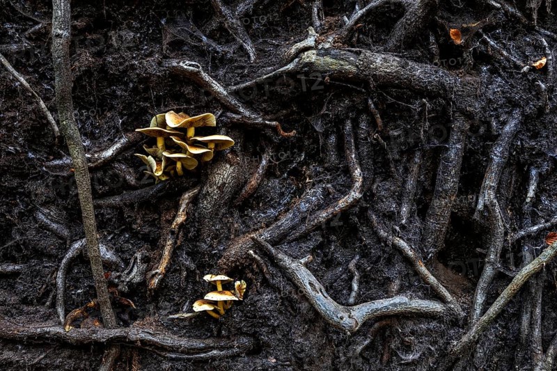Mushrooms grow from the roots of a fallen tree, Darßwald, Darß, Fischland-Darß-Zingst, Western Pomerania Lagoon Area National Park, Mecklenburg-Western Pomerania, Germany