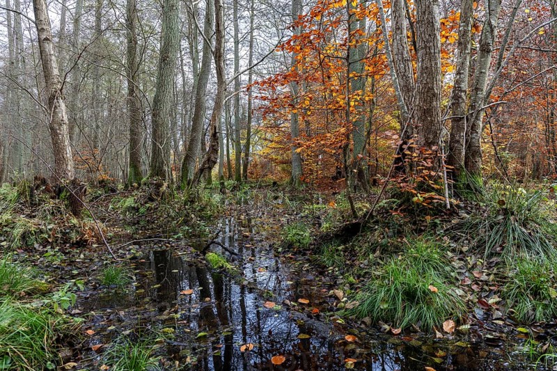 Moorland in the pristine Darßwald, autumn colors, Darß, Fischland-Darß-Zingst, Western Pomerania Lagoon Area National Park, Mecklenburg-Western Pomerania, Germany