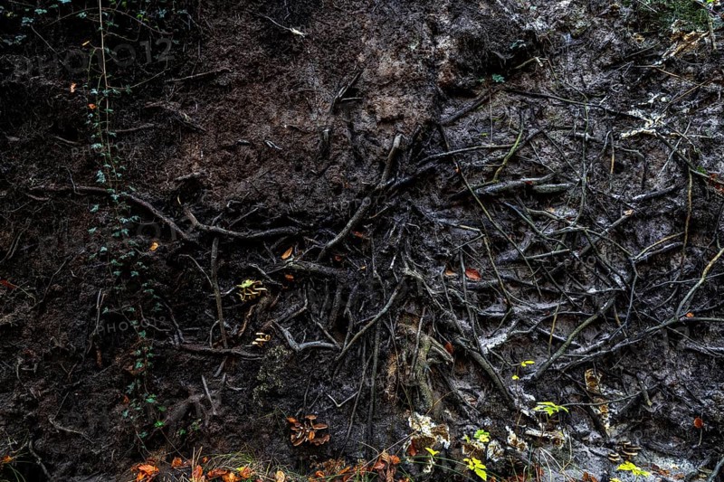 Roots of a fallen tree, Darßwald, Darß, Fischland-Darß-Zingst, Western Pomerania Lagoon Area National Park, Mecklenburg-Western Pomerania, Germany