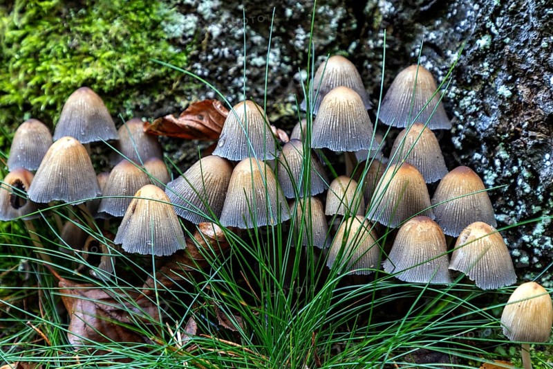 Mushroom, mica tintling (Coprinellus micaceus), Darßwald, Darß, Fischland-Darß-Zingst, Vorpommersche Boddenlandschaft National Park, Mecklenburg-Western Pomerania, Germany