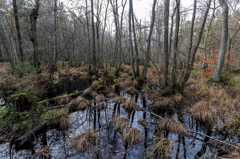 Moorland in the pristine Darßwald, Darß, Fischland-Darß-Zingst, Western Pomerania Lagoon Area National Park, Mecklenburg-Western Pomerania, Germany