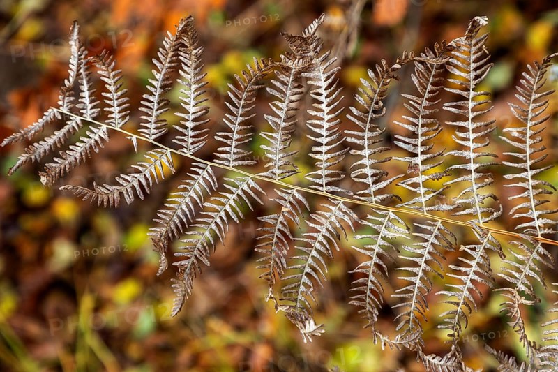 Brown fern leaf, Darßwald, Darß, Fischland-Darß-Zingst, Western Pomerania Lagoon Area National Park, Mecklenburg-Western Pomerania, Germany