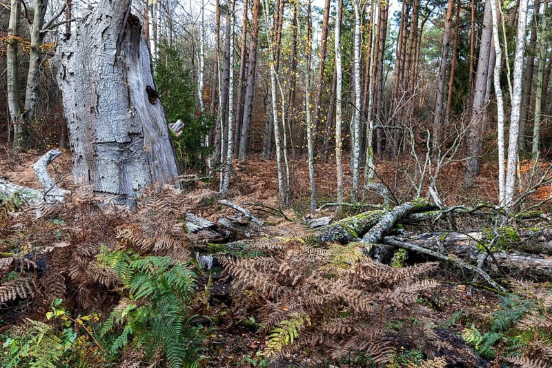 Dead tree trunks lie on forest soil, Darßwald, Darß, Fischland-Darß-Zingst, Western Pomerania Lagoon Area National Park, Mecklenburg-Western Pomerania, Germany