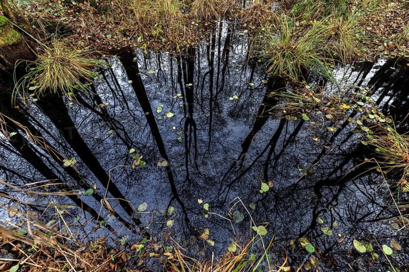 Moorland in the pristine Darßwald, trees are reflected in moor water, Darß, Fischland-Darß-Zingst, Western Pomerania Lagoon Area National Park, Mecklenburg-Western Pomerania, Germany