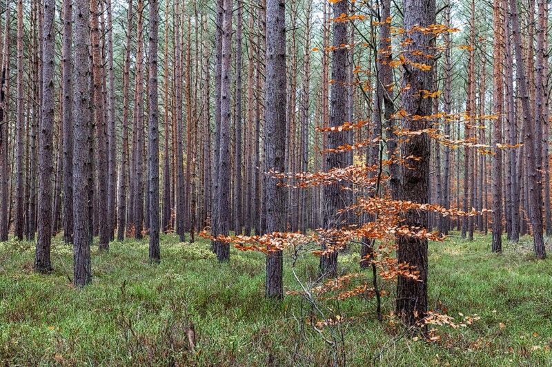 Conifers, Darßwald, Darß, Fischland-Darß-Zingst, Western Pomerania Lagoon Area National Park, Mecklenburg-Western Pomerania, Germany