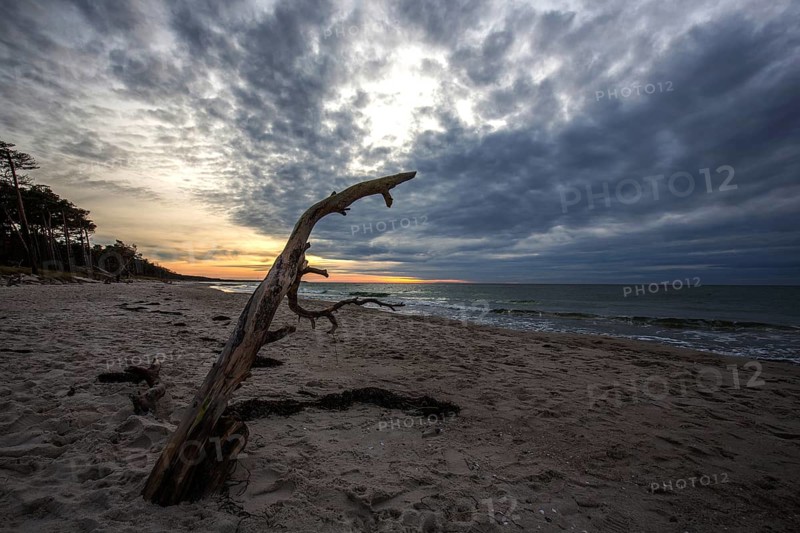 Dead tree on the beach, dramatic clouds, evening light, sunset, Weststrand Darß, Baltic Sea, Fischland-Darß-Zingst, Western Pomerania Lagoon Area National Park, Mecklenburg-Western Pomerania, Germany