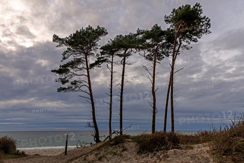 Weststrand Darß, Baltic Sea, Fischland-Darß-Zingst, Western Pomerania Lagoon Area National Park, Mecklenburg-Western Pomerania, Germany